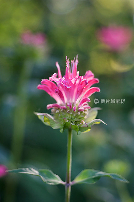 Monarda didyma，蜂香花